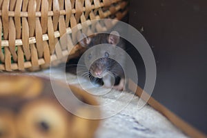 Concept of hunger. The rat wants to eat. The mouse looks at the food