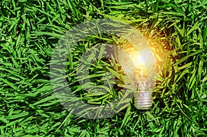 concept idea eco, energy light bulb on green grass background