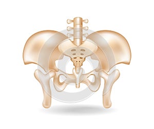 Concept illustration of pelvic bone anatomy cut
