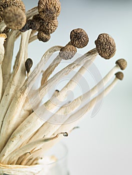 Concept image showing delicate enoki mushrooms