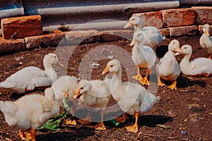 The concept of interaction in society. Poultry yard on the farm. Small ducklings in the poultry yard divide and eat the grass