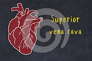 Concept of learning cardiovascular system. Chalk drawing of human heart and inscription Superior vena cava