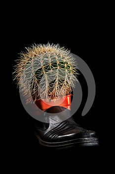 Concept leg Pain. Large round cactus with long yellow needles in an old black shoe. Black background.