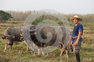 Concept, livestock, Thai farmers raise and take care buffalos