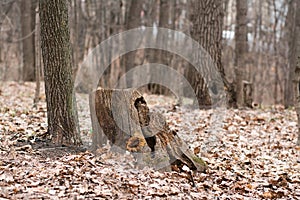 The concept of loneliness, despondency and destruction. Rotten ruined stump in the autumn forest among the trees