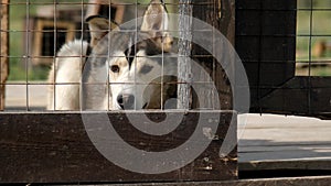 Concept lonely homeless abandoned animals in shelter waiting adoption. Kennel northern sled Alaskan huskies in summer