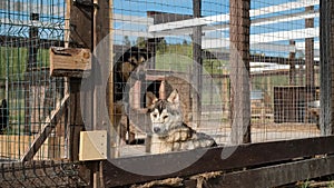 Concept lonely homeless abandoned animals in shelter waiting adoption. Kennel northern sled Alaskan huskies in summer