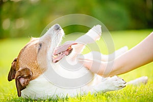 Concept of love and care for pets with female hand patting dog belly
