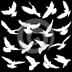 Concept of love or peace. Set silhouettes doves