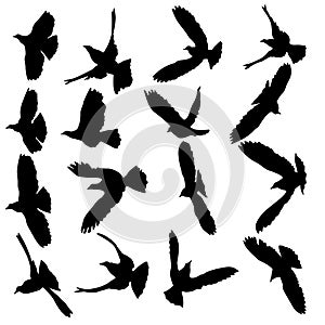 Concept of love or peace. Set silhouettes doves