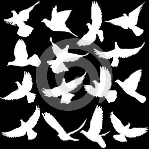 Concept of love or peace. Set of silhouettes of doves. Vector il