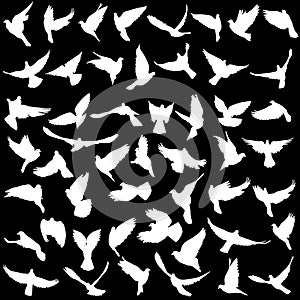 Concept of love or peace. Set silhouettes doves. Vector illustration