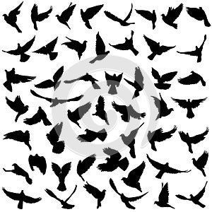 Concept of love or peace. Set silhouettes doves. Vector illustration