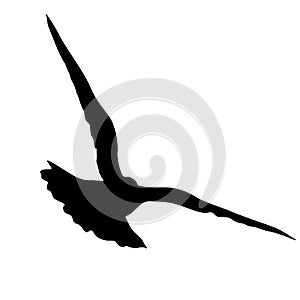 Concept of love or peace silhouettes doves