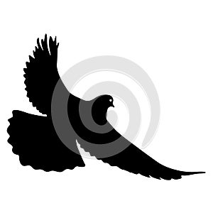 Concept of love or peace silhouettes doves