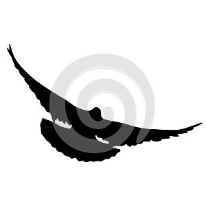 Concept of love or peace silhouettes doves