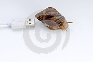 Concept of low speed, snails and computer wires