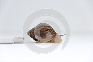 Concept of low speed, snails and computer wires