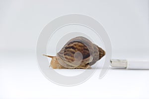 Concept of low speed, snails and computer wires