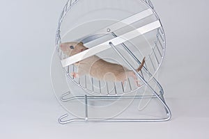 The concept of meaningless life. The rat runs in the wheel. photo