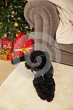 Concept of Merry Christmas, funny Christmas dog