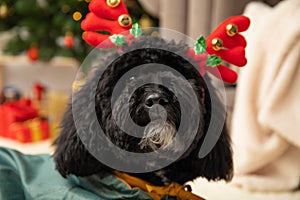 Concept of Merry Christmas, funny Christmas dog