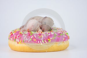 The concept of miniature. Newborn baby mice sit in a donut