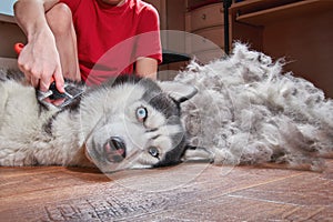 Concept molting pet. Grooming undercoat dog. Boy combs wool from Siberian husky