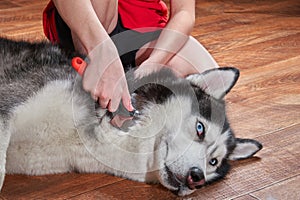 Concept molting pet. Grooming undercoat dog. Owner combs wool from Siberian husky. Husky dog lies on floor and looks.