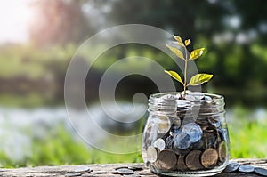 Concept money growing and small tree