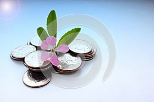 The concept of money growth, the success and prosperity of business as a flower growing at a fast pace, toned