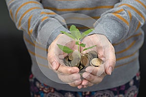 Concept of money plant growing from coins in hand