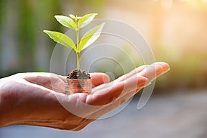 Concept of money with plant growing from coins in hand. Financial and save money concept.