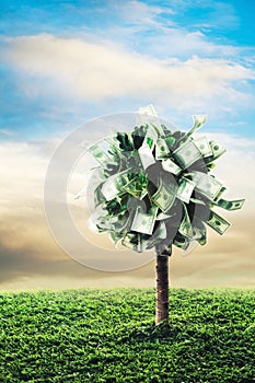 Concept, money tree on grass