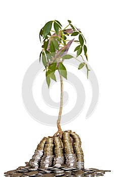 Concept Money Tree Isolated Object On White - Gro