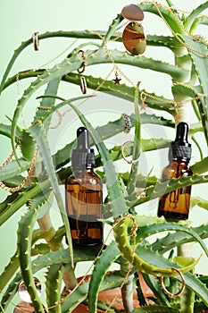 Concept is natural cosmetics. Serum with aloe extract. Plant with gold jewelry and serum