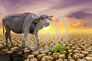 The concept of natural drought of the environment on Earth: causes animals buffalo lacking food, dry soil, soil, background,