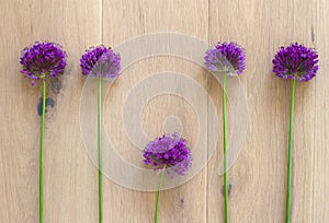 concept of natural likeness, similarity and difference with chives flowers photo