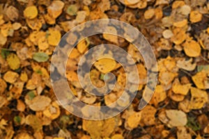 Concept of nature in fall without people. Empty space for inscription. Minimalistic blurry autumn horizontal banner. Many