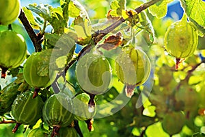 Concept of nature, organic food and gardening. Fresh and ripe organic gooseberries growing on branch in the garden. Gooseberries