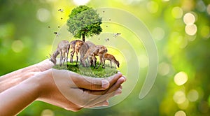 Concept Nature reserve conserve Wildlife reserve tiger Deer Global warming Food Loaf Ecology Human hands protecting the wild and