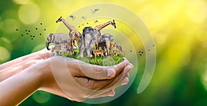 Concept Nature reserve conserve Wildlife reserve tiger Deer Global warming Food Loaf Ecology Human hands protecting the wild and photo