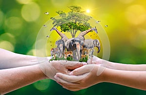 Concept Nature reserve conserve Wildlife reserve tiger Deer Global warming Food Loaf Ecology Human hands protecting the wild and photo