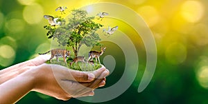 Concept Nature reserve conserve Wildlife reserve tiger Deer Global warming Food Loaf Ecology Human hands protecting the wild and w