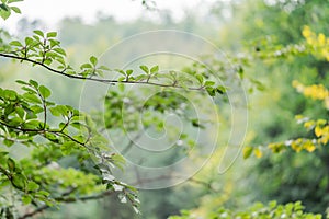 Natura da verde una lettera sul sfocato verde 