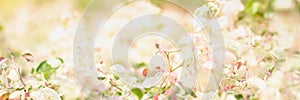 Concept nature view of White and pink flowers on blurred greenery