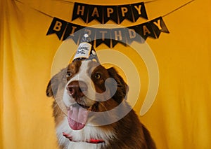 Concept of pet as family member. Aussie dog with red bow tie and paper cap on head at birthday party. Golden inscription