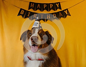Concept of pet as family member. Aussie dog with red bow tie and paper cap on head at birthday party. Golden inscription