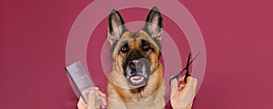 Concept of pet care. Advertising of grooming salon. Happy German shepherd after haircut on pink studio background. Hands