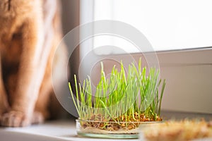 The concept of pet care and healthy nutrition for domestic cats. Grass for the stomach health of pets on the windowsill. Cute cat